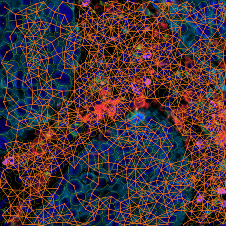 Zoomed image of multiplex tissue of neighbours graph